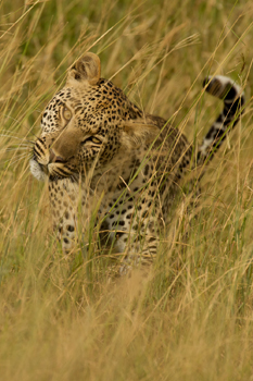 leopard